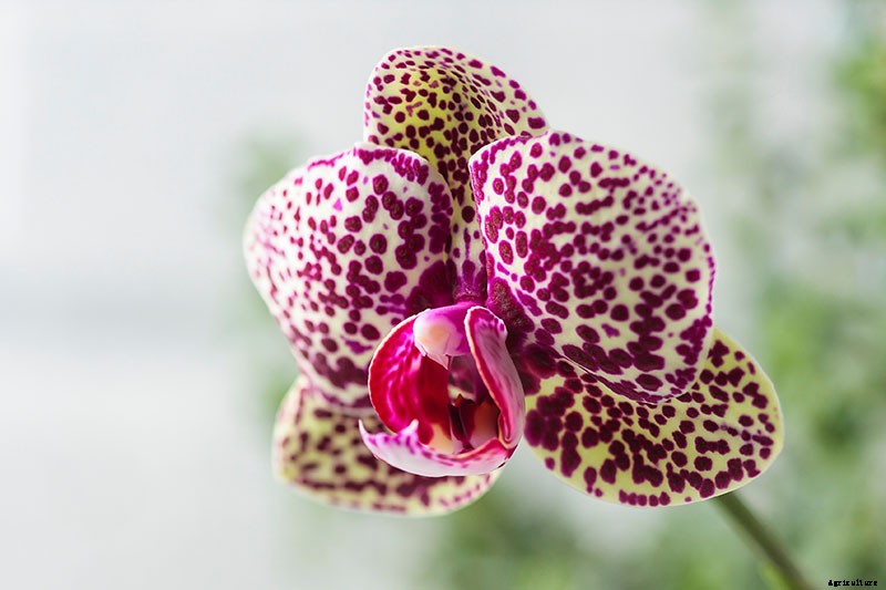 Orchids 101: How to Grow and Care for Orchids