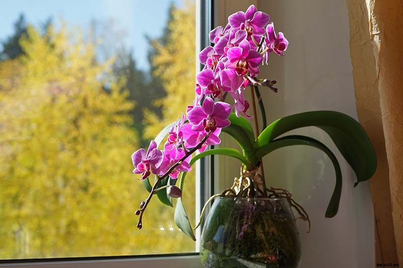 Orchids 101: How to Grow and Care for Orchids