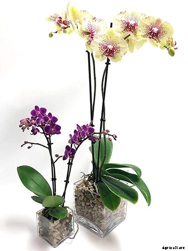 Orchids 101: How to Grow and Care for Orchids
