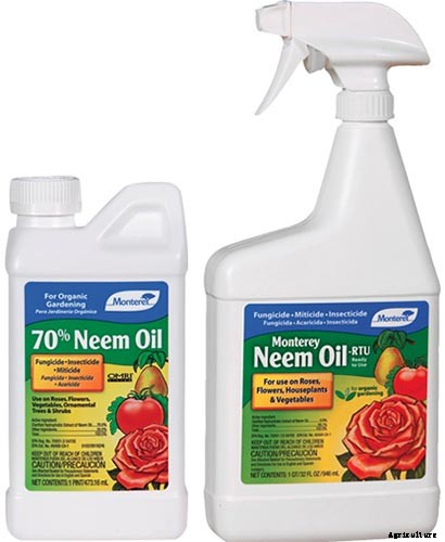 Orchids 101: How to Grow and Care for Orchids