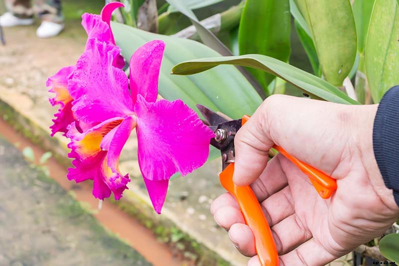 Orchids 101: How to Grow and Care for Orchids