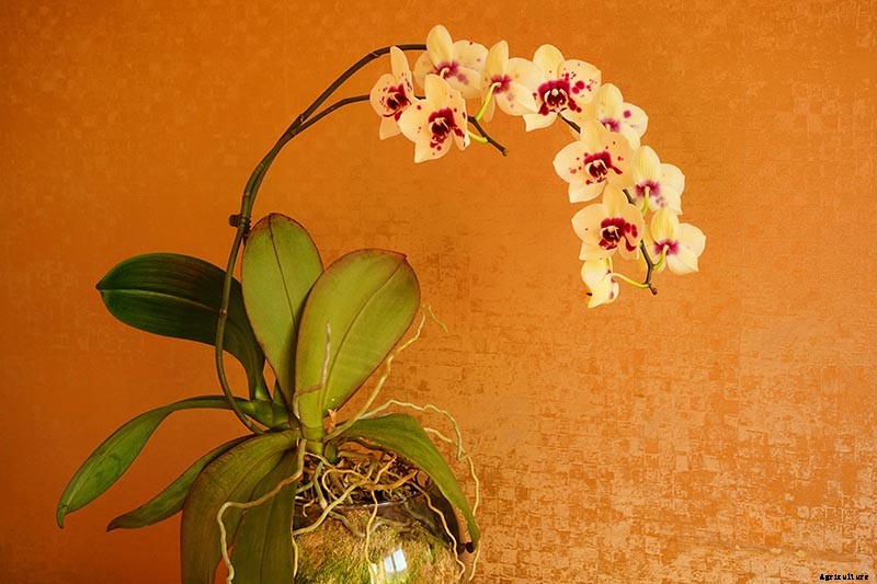 Orchids 101: How to Grow and Care for Orchids
