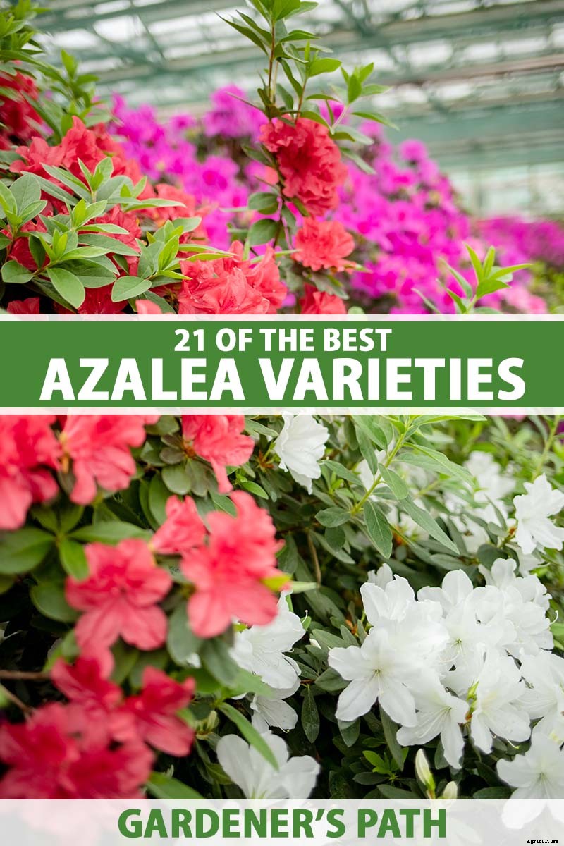 21 of the Best Azaleas for Your Garden and Yard