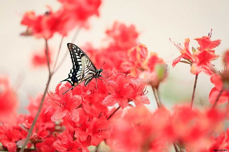 21 of the Best Azaleas for Your Garden and Yard