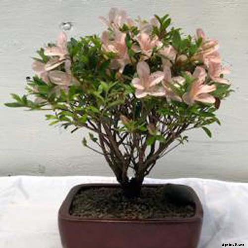 21 of the Best Azaleas for Your Garden and Yard