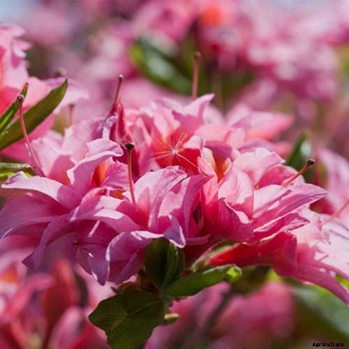 21 of the Best Azaleas for Your Garden and Yard