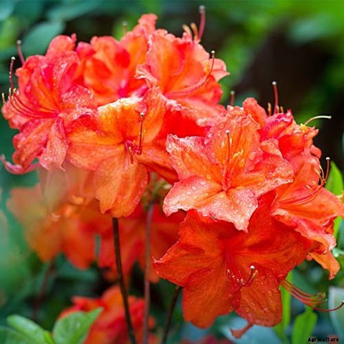 21 of the Best Azaleas for Your Garden and Yard