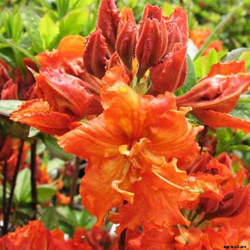 21 of the Best Azaleas for Your Garden and Yard