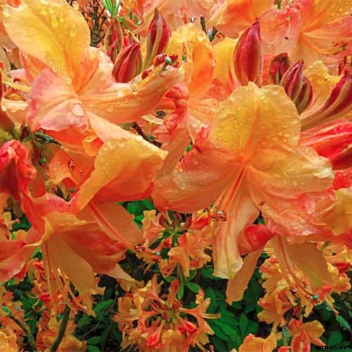 21 of the Best Azaleas for Your Garden and Yard