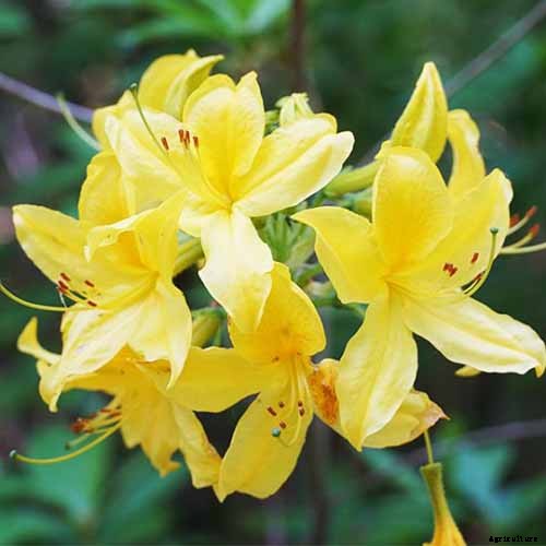 21 of the Best Azaleas for Your Garden and Yard