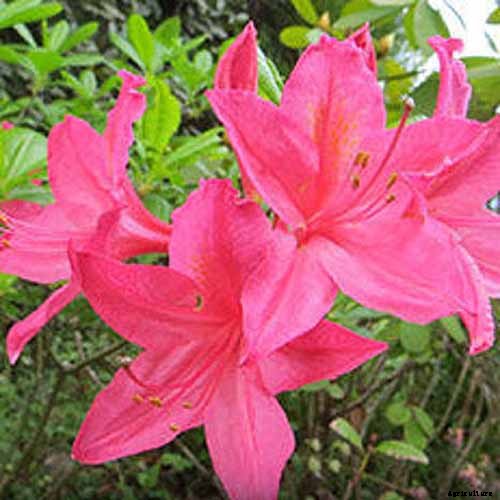 21 of the Best Azaleas for Your Garden and Yard
