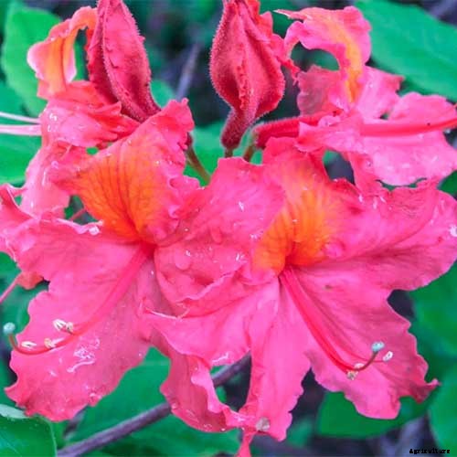 21 of the Best Azaleas for Your Garden and Yard