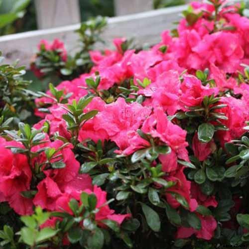 21 of the Best Azaleas for Your Garden and Yard