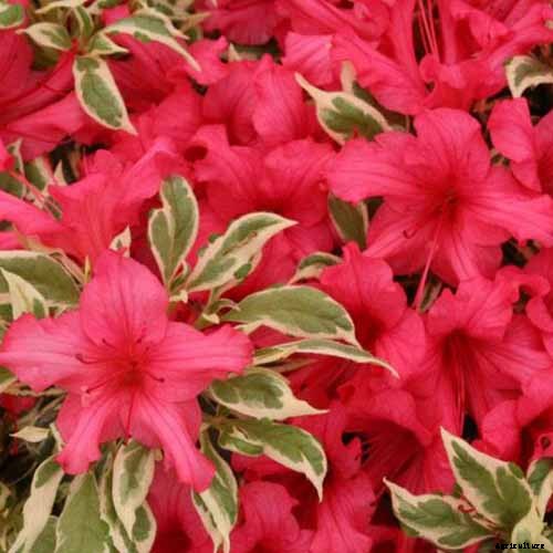 21 of the Best Azaleas for Your Garden and Yard