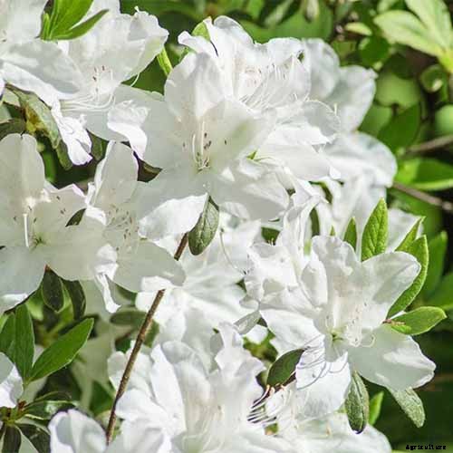 21 of the Best Azaleas for Your Garden and Yard