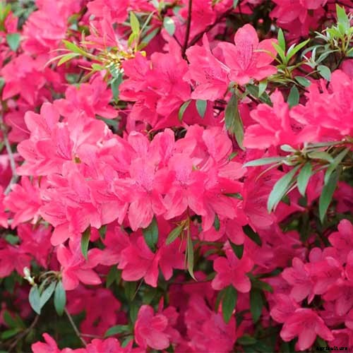 21 of the Best Azaleas for Your Garden and Yard