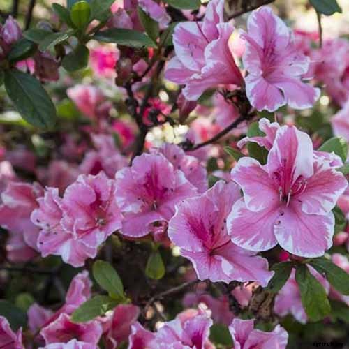 21 of the Best Azaleas for Your Garden and Yard
