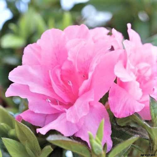 21 of the Best Azaleas for Your Garden and Yard