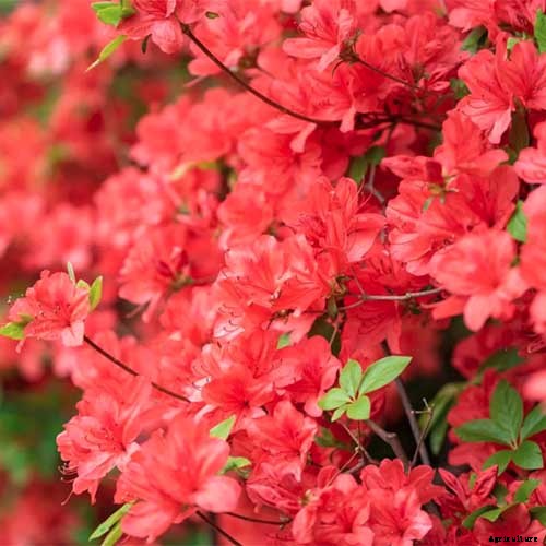21 of the Best Azaleas for Your Garden and Yard