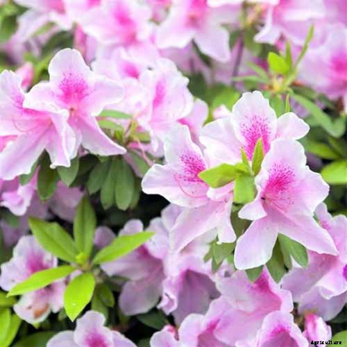21 of the Best Azaleas for Your Garden and Yard