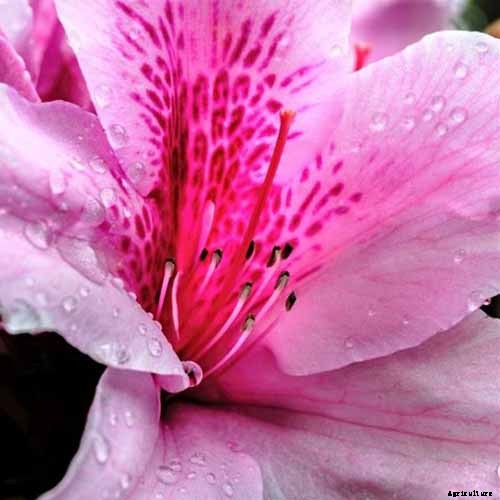 21 of the Best Azaleas for Your Garden and Yard