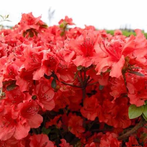 21 of the Best Azaleas for Your Garden and Yard