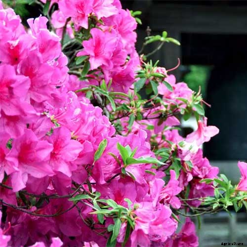 21 of the Best Azaleas for Your Garden and Yard