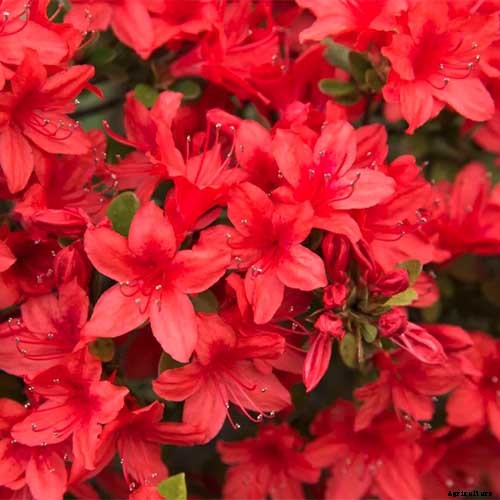 21 of the Best Azaleas for Your Garden and Yard