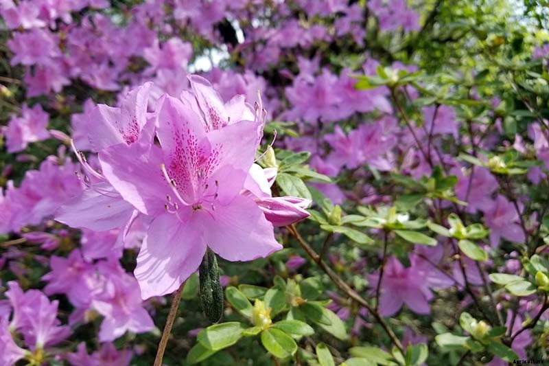 21 of the Best Azaleas for Your Garden and Yard