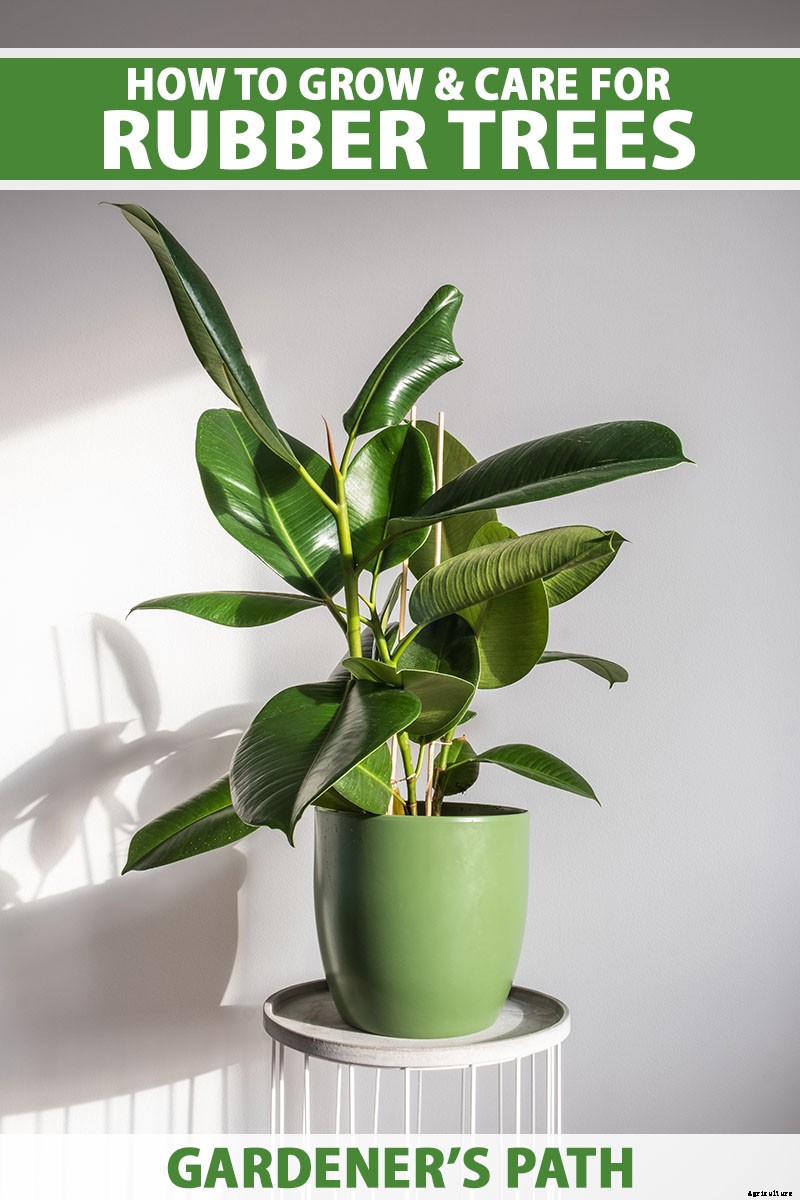 How to Grow and Care for Rubber Trees