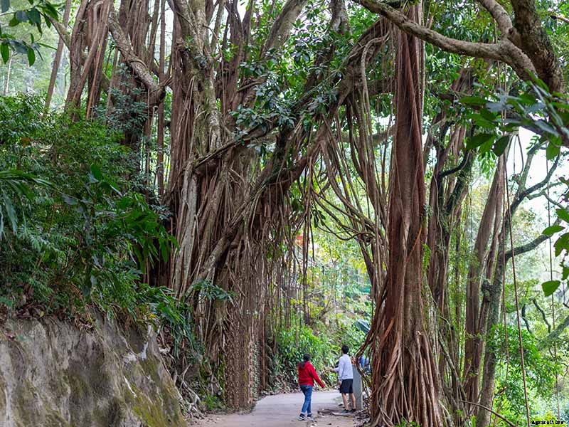 How to Grow and Care for Rubber Trees