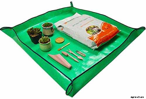 How to Grow and Care for Rubber Trees