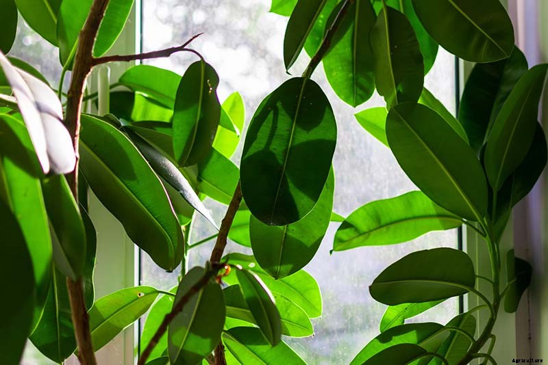 How to Grow and Care for Rubber Trees