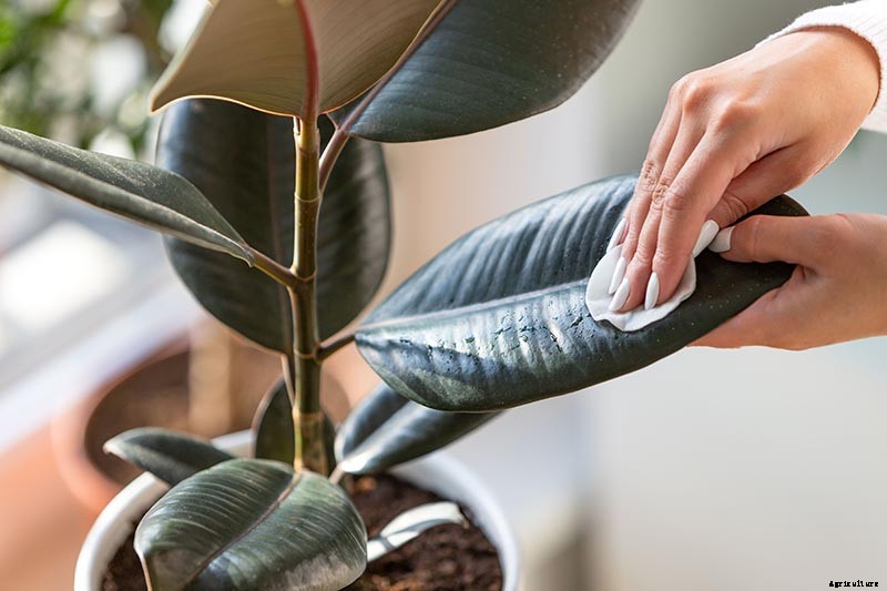 How to Grow and Care for Rubber Trees