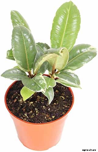 How to Grow and Care for Rubber Trees