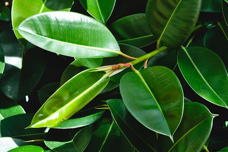 How to Grow and Care for Rubber Trees