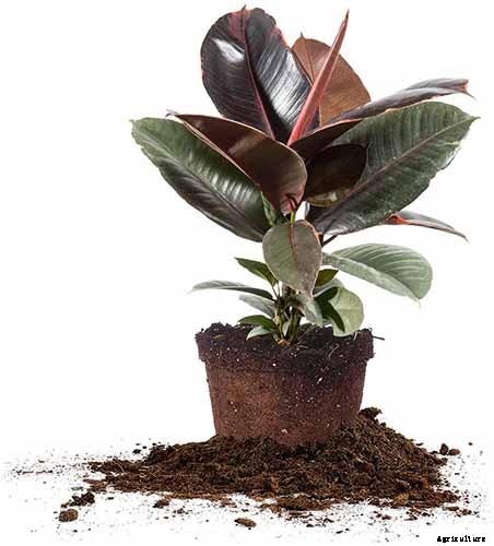 How to Grow and Care for Rubber Trees