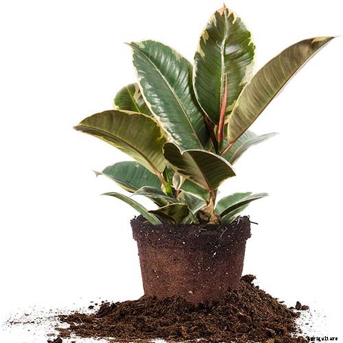 How to Grow and Care for Rubber Trees