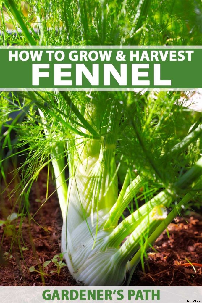 How to Grow and Care for Fennel