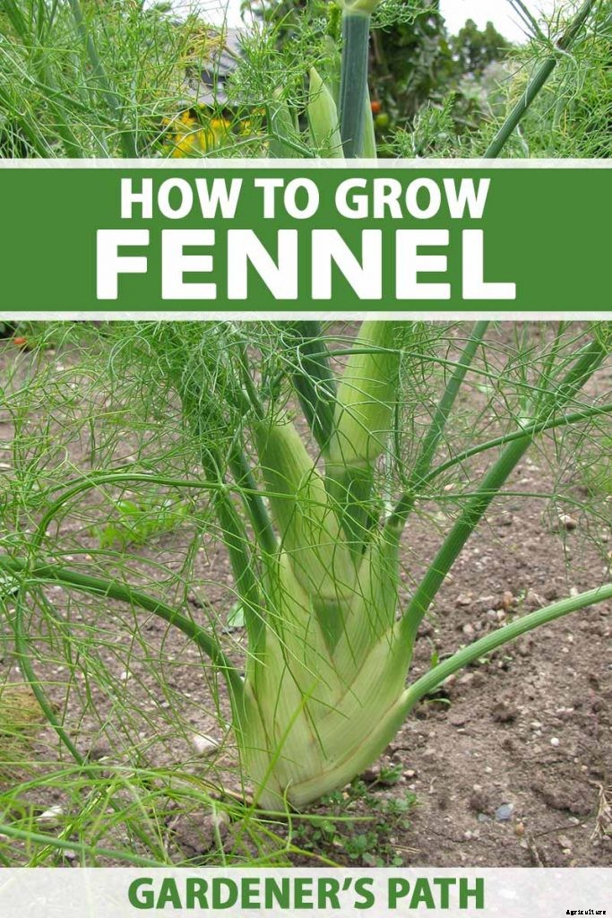How to Grow and Care for Fennel