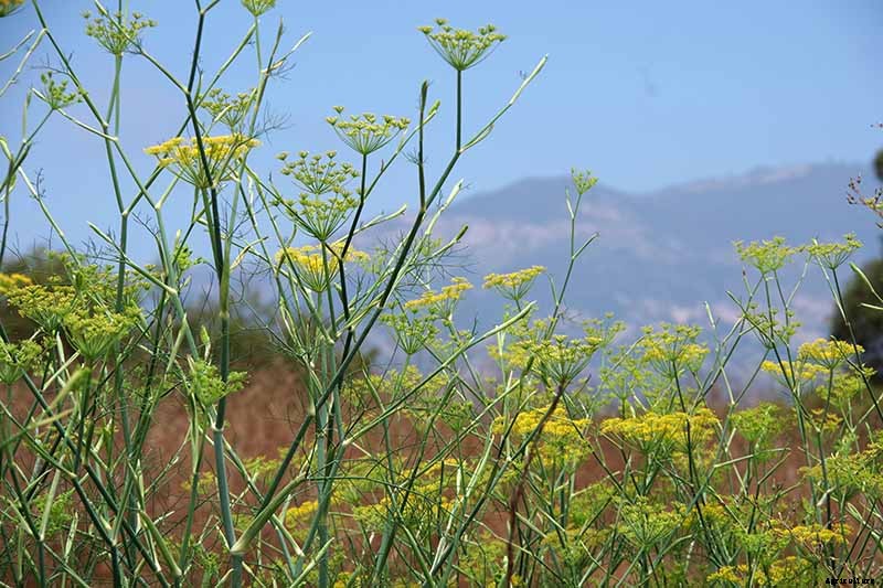 How to Grow and Care for Fennel