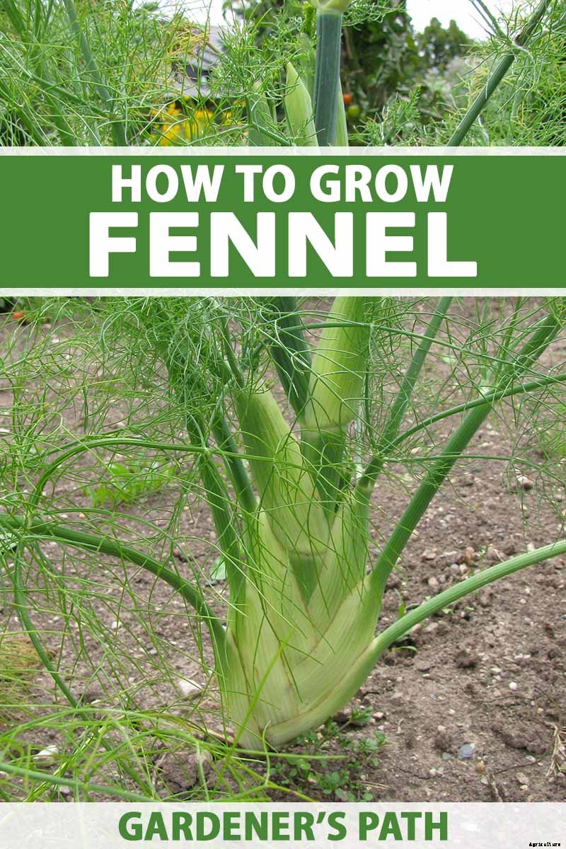 How to Grow and Care for Fennel