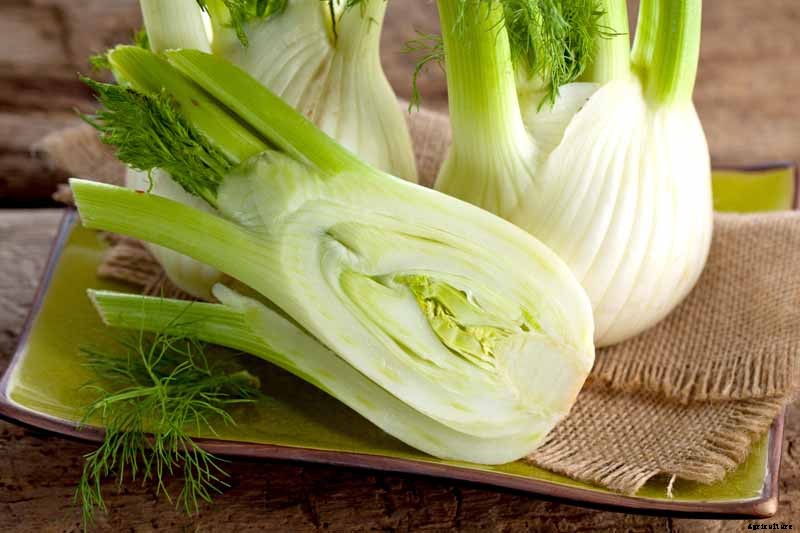 How to Grow and Care for Fennel