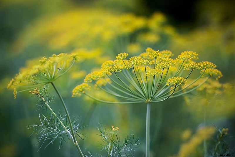 How to Grow and Care for Fennel