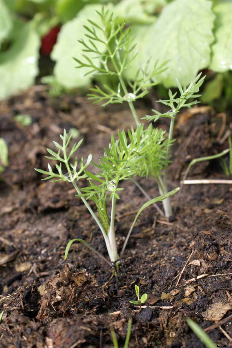 How to Grow and Care for Fennel