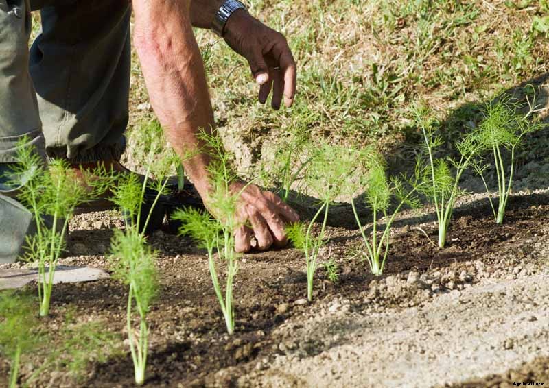 How to Grow and Care for Fennel