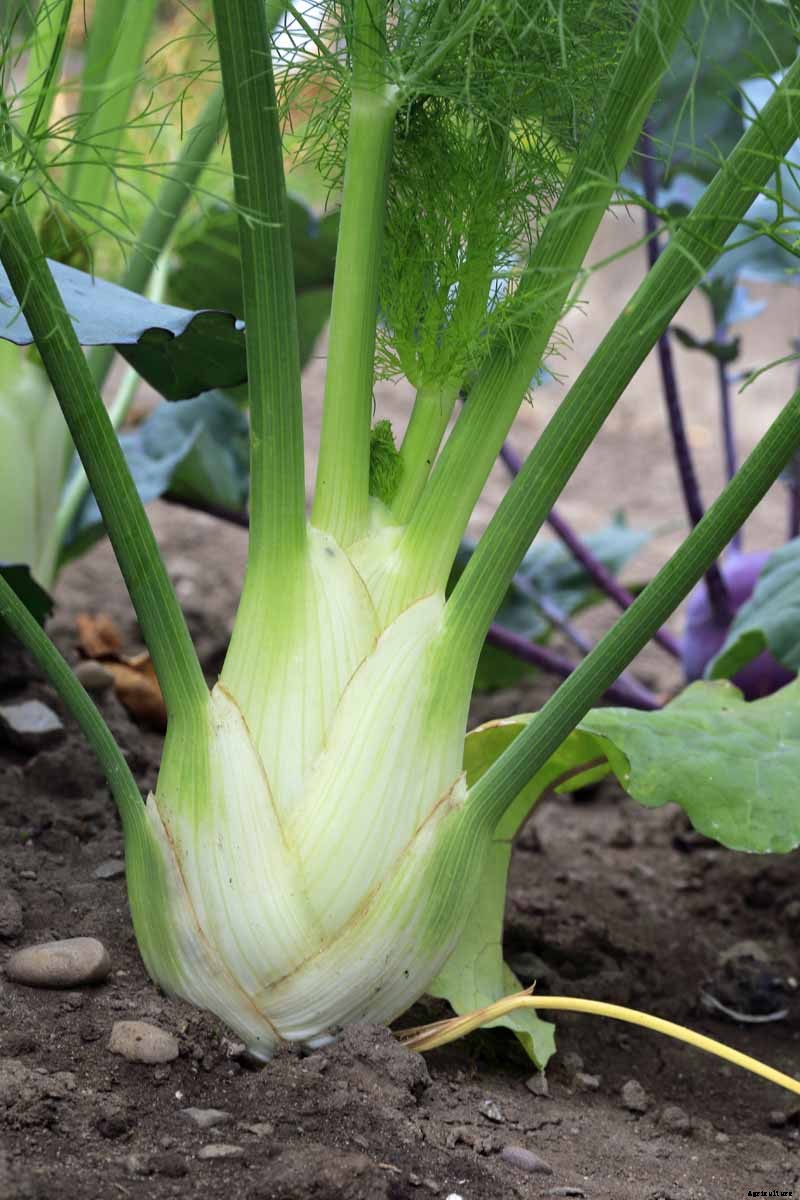 How to Grow and Care for Fennel
