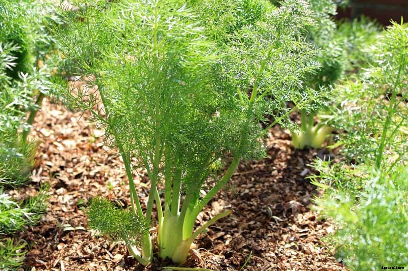 How to Grow and Care for Fennel
