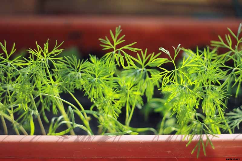 How to Grow and Care for Fennel