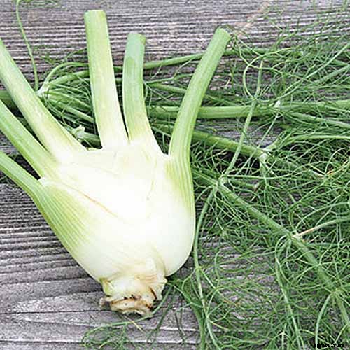 How to Grow and Care for Fennel